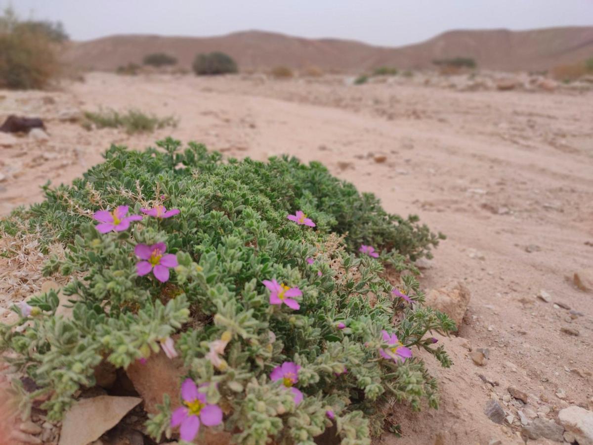 Desert Path Be'er Ora Eksteriør billede